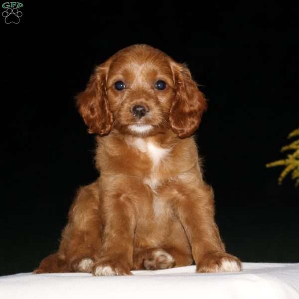 Chelsie, Cockapoo Puppy